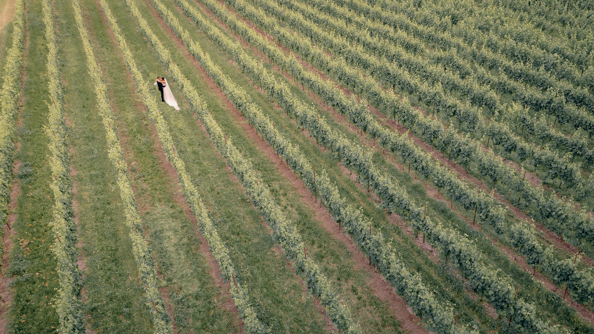 Gli sposi camminano tra i filari di un vigneto della Valpolicella, ripresi dall'alto